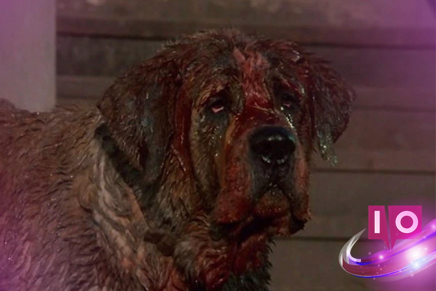Cujos Gets New Director: A Surprising Twist for Stephen King’s Classic