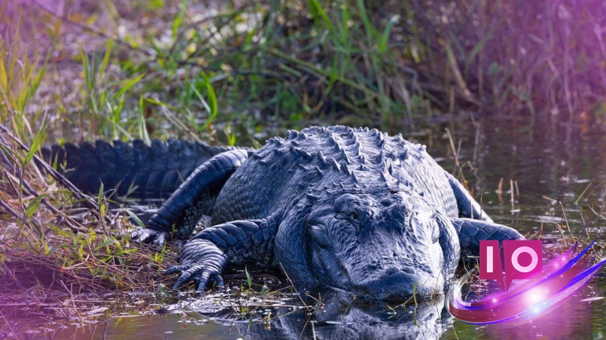 Fake 'Alligator Alcatraz' Tour Redirects to Trump-Epstein Photos