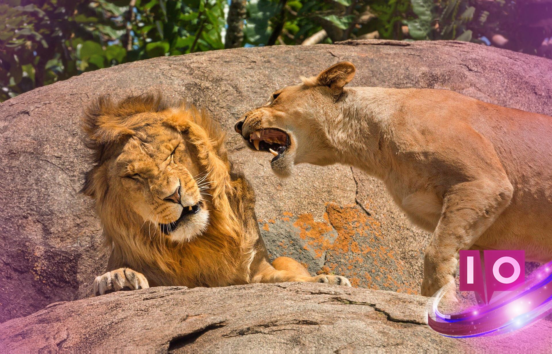 Zoo Appeals for Pet Donations to Feed Carnivores, Sparks Controversy