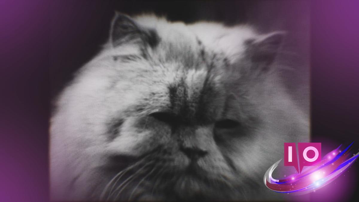 All Cronos: The New Dawn Cats Locations Revealed