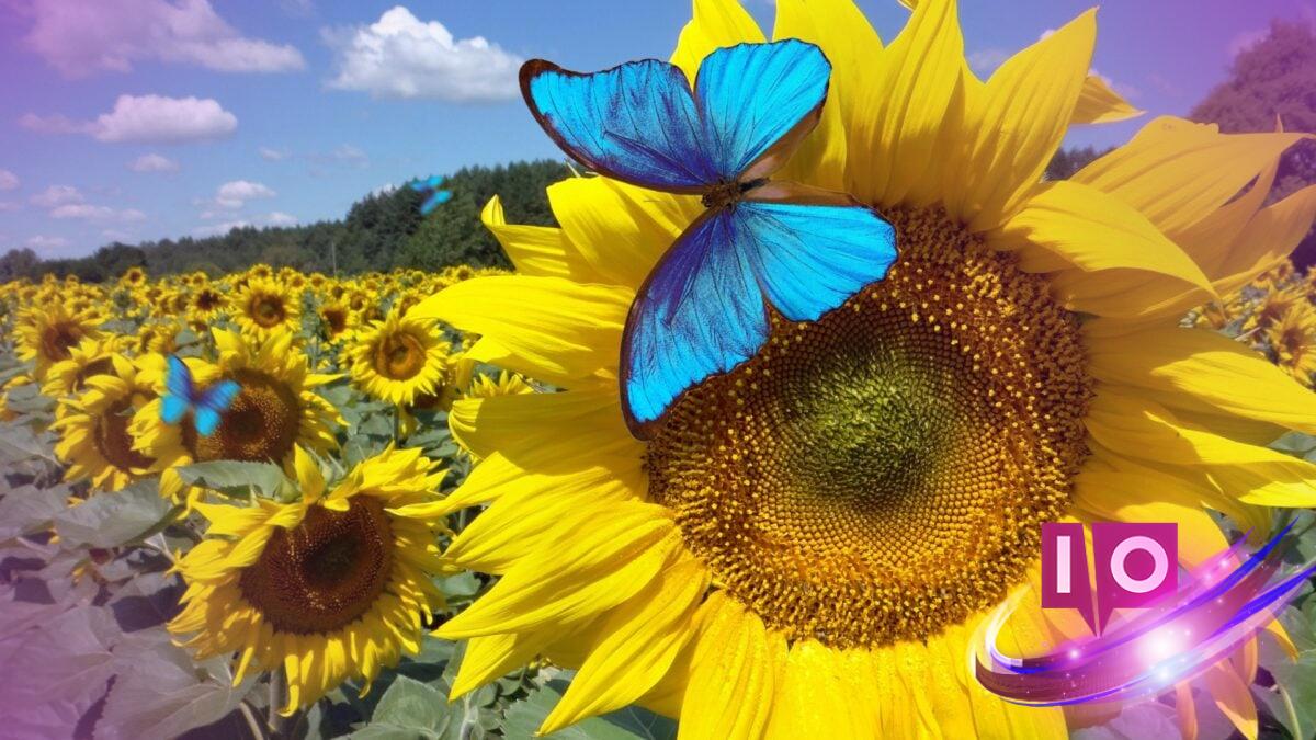 Bluesky's 'Dislike' Feature: A Game Changer for Content Quality?