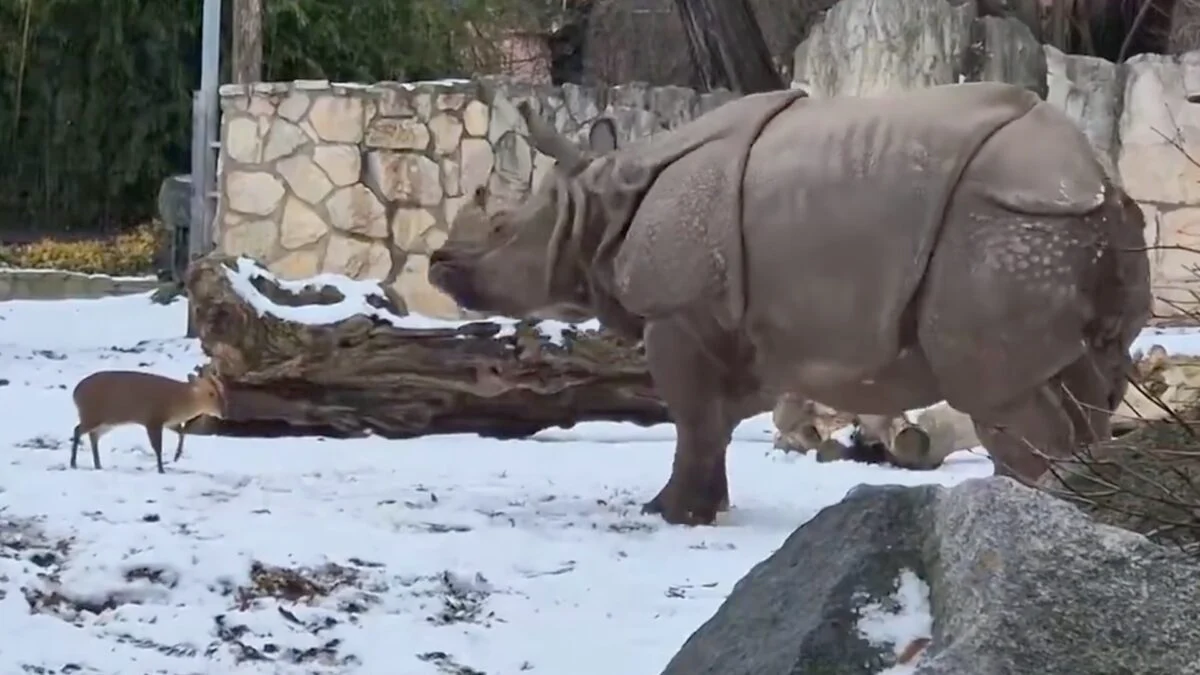 Bill Gates' Dark Trend? Watch This Deer Beat a Rhino!