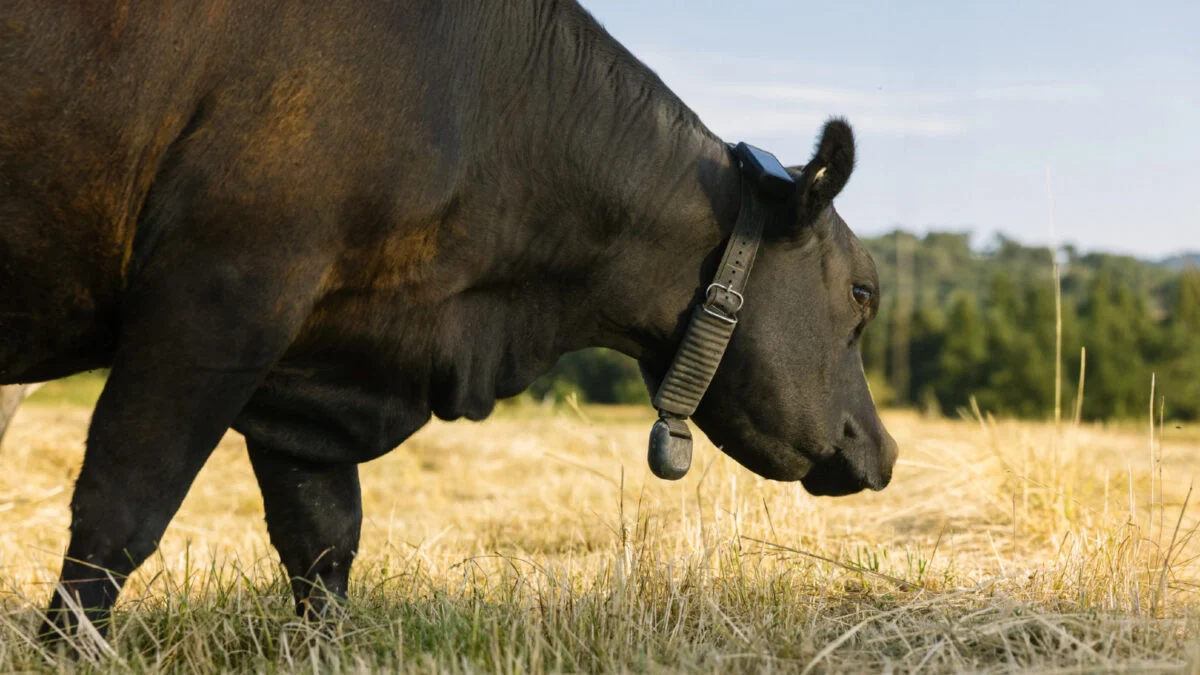Peter Thiel’s Cowgorithm-Powered Cattle Collar Company Raises $220M